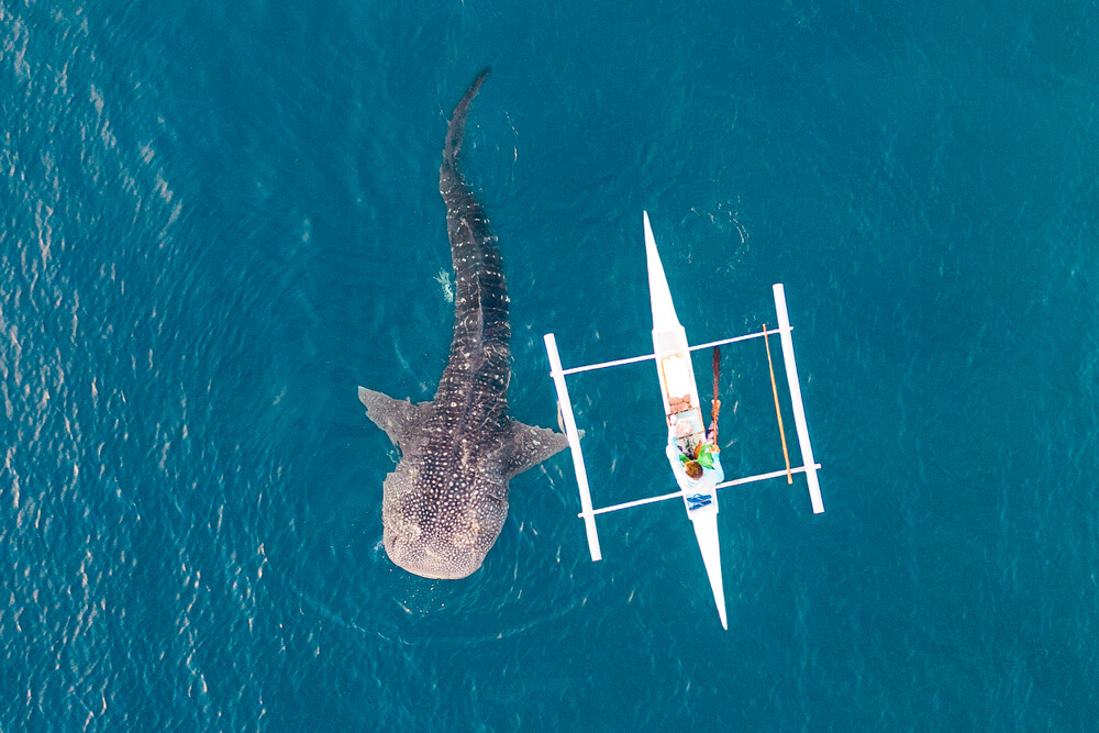 whale shark next to boat near Cebu