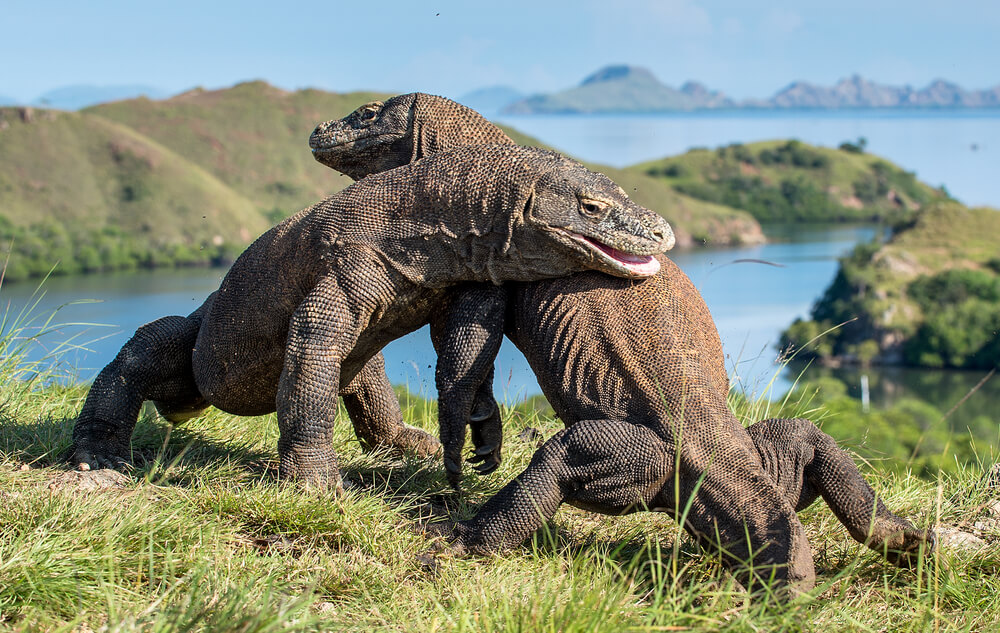 Komodo dragons fighting in Indonesia