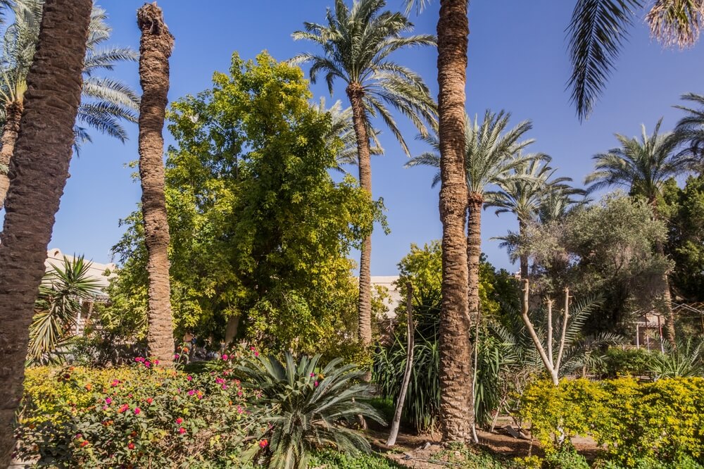 palm garden in Wadi el Natrun, near Cairo