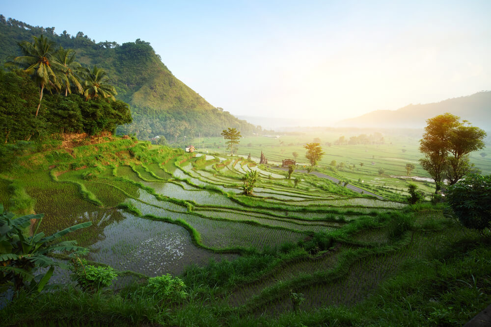 rice terraces in Bali Island in Indonesial