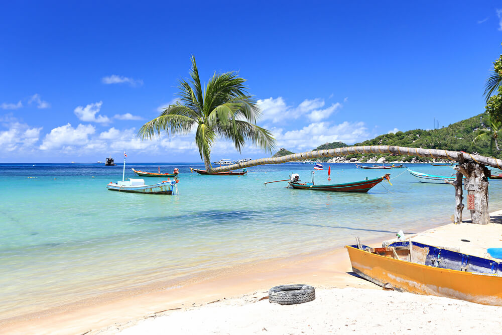 bent palm and boats in clear water of Thailand