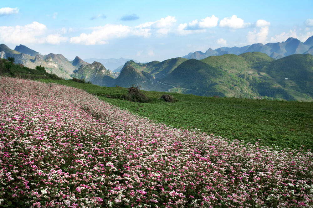 pink flowers in Ha Giang