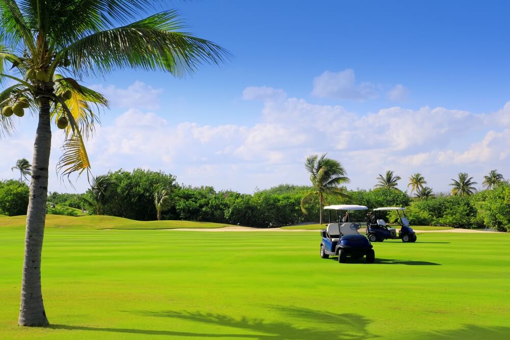 golf course with carts and palms