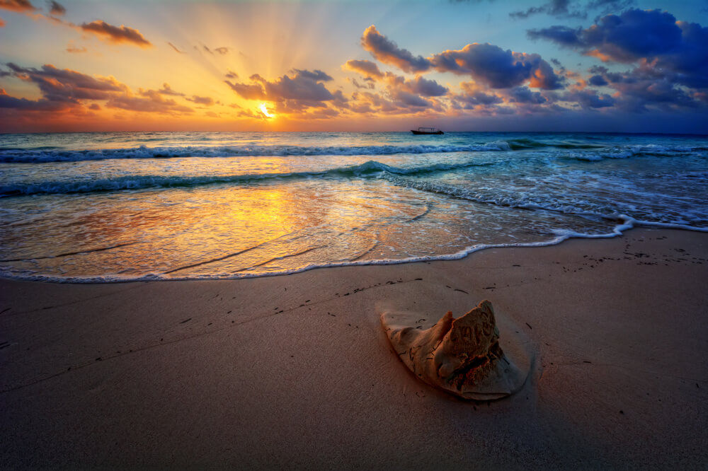 sunset and shell near Playa Punta Mita, Mexico 